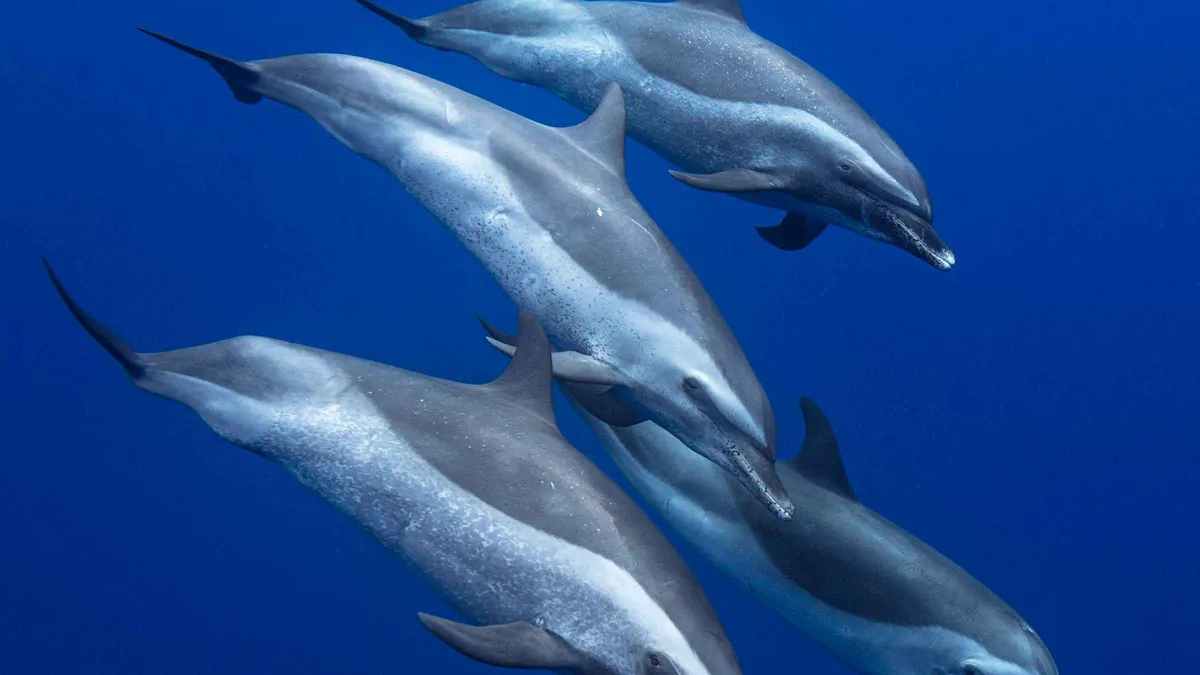 Small motorboat searching for spinner dolphins off the Waianae coast on an Oahu dolphin tour, Hawaii