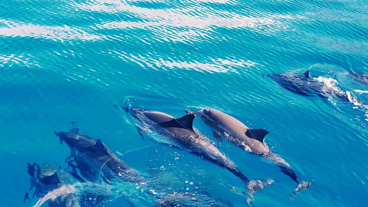 40-passenger catamaran cruising the west coast during a swim with dolphins Oahu dolphin tour, Waianae, Hawaii